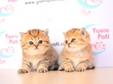 Muhteşem Bebkler Golden Bri̇ti̇sh Shorthai̇r