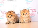 Muhteşem Bebkler Golden Bri̇ti̇sh Shorthai̇r