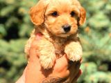 Teacup Malti̇po Red
