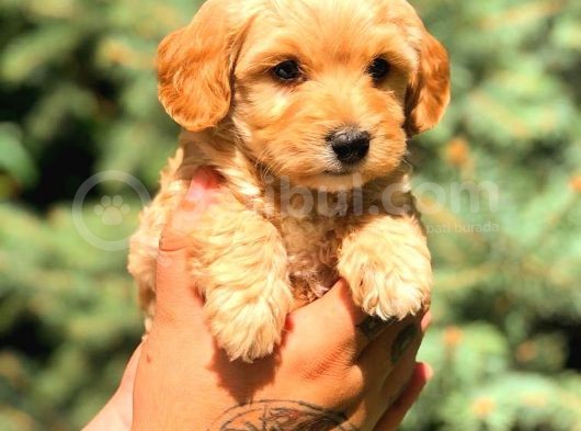 Teacup Malti̇po Red görsel