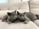 Gri Brtish Shorthair Erkek Yavrular