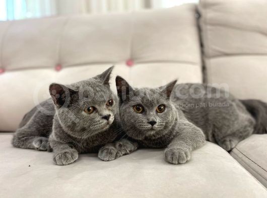 Gri Brtish Shorthair Erkek Yavrular görsel