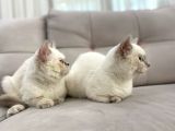 Blue Point British Shorthair Dişi Ve Erkek