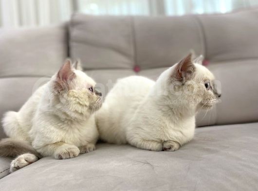 Blue Point British Shorthair Dişi Ve Erkek görsel