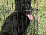 Secereli̇ Si̇yah Alman Çoban Köpeği̇ Yavrularimiz
