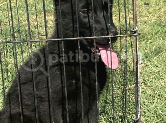 Secereli̇ Si̇yah Alman Çoban Köpeği̇ Yavrularimiz görsel