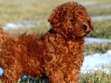Aşili Karneli̇ Poodle Bebekler