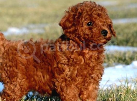 Aşili Karneli̇ Poodle Bebekler görsel