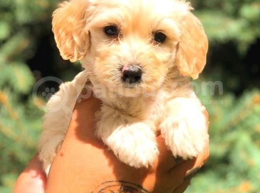 Sütlü Kahveli̇ Malti̇po Teacup görsel