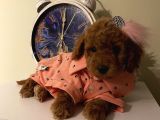 Redbrown Toypoodle Bebekler