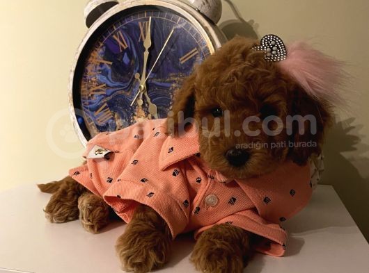 Redbrown Toypoodle Bebekler görsel