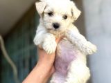 Evinizin Neşesi Maltese Yavrularımız