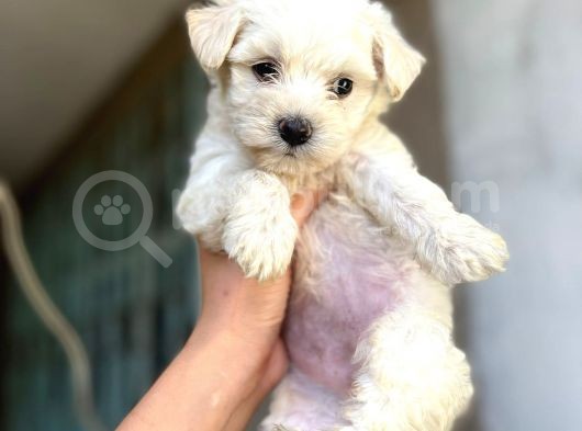 Evinizin Neşesi Maltese Yavrularımız görsel