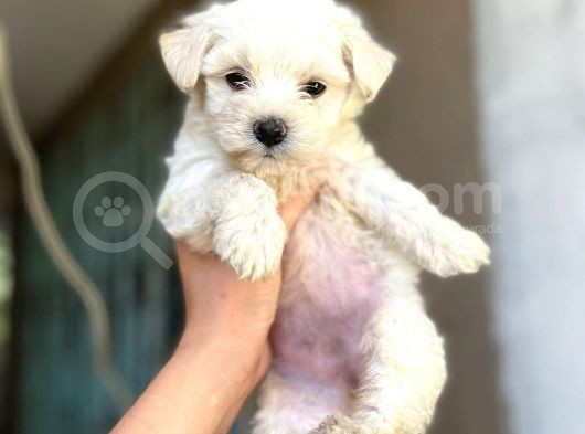 Evinizin Neşesi Maltese Yavrularımız görsel