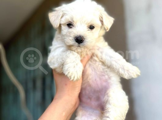 Evinizin Neşesi Maltese Yavrularımız