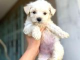 Evinizin Neşesi Maltese Yavrularımız