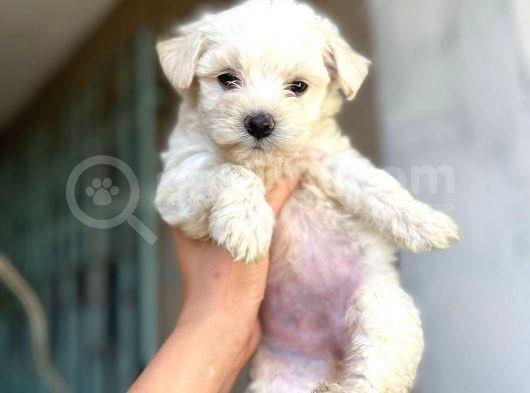 Evinizin Neşesi Maltese Yavrularımız görsel