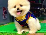 Birbirinden Farkı Miniboy Pomeranian Boo Yavrularımız