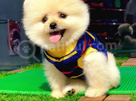 Birbirinden Farkı Miniboy Pomeranian Boo Yavrularımız görsel