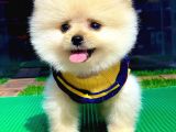 Birbirinden Farkı Miniboy Pomeranian Boo Yavrularımız
