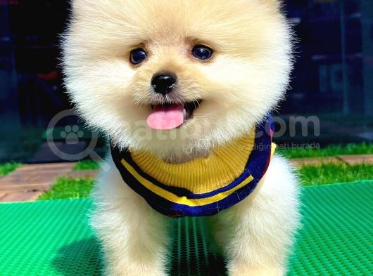 Birbirinden Farkı Miniboy Pomeranian Boo Yavrularımız görsel