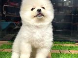 Birbirinden Farkı Miniboy Pomeranian Boo Yavrularımız