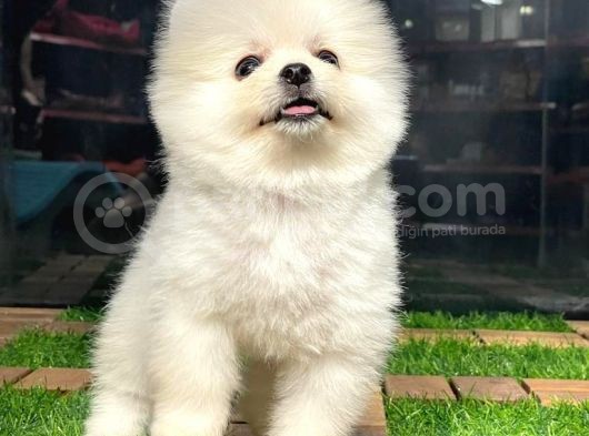 Birbirinden Farkı Miniboy Pomeranian Boo Yavrularımız görsel