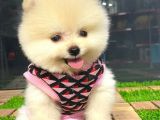 Birbirinden Farkı Miniboy Pomeranian Boo Yavrularımız