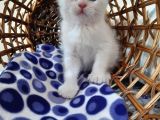 Scottish Fold Oğlumuza Ömürlük Yuva Arıyoruz