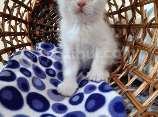 Scottish Fold Oğlumuza Ömürlük Yuva Arıyoruz görsel