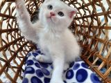 Scottish Fold Oğlumuza Ömürlük Yuva Arıyoruz