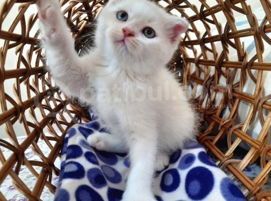 Scottish Fold Oğlumuza Ömürlük Yuva Arıyoruz