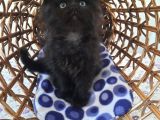 Scottish Fold Oğlumuza Ömürlük Yuva Arıyoruz