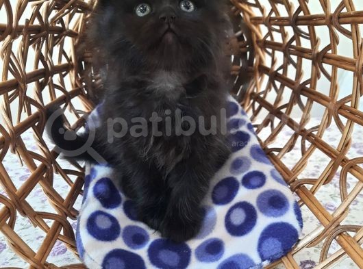 Scottish Fold Oğlumuza Ömürlük Yuva Arıyoruz görsel