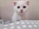 Scottish Fold Oğlumuza Ömürlük Yuva Arıyoruz