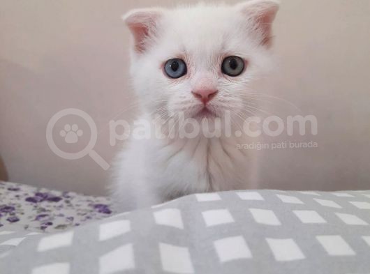 Scottish Fold Oğlumuza Ömürlük Yuva Arıyoruz görsel