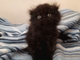 Scottish Fold Oğlumuza Ömürlük Yuva Arıyoruz