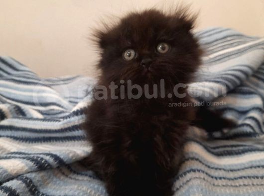Scottish Fold Oğlumuza Ömürlük Yuva Arıyoruz görsel