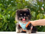 Party Color 2,5 Aylık Pomeranian Boo Yavrumuz