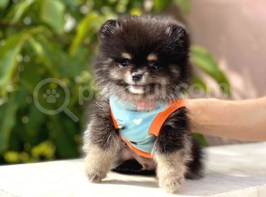 Party Color 2,5 Aylık Pomeranian Boo Yavrumuz görsel