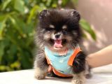 Party Color 2,5 Aylık Pomeranian Boo Yavrumuz