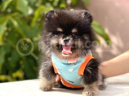 Party Color 2,5 Aylık Pomeranian Boo Yavrumuz görsel