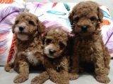 Anne Yanından Toy Poodle Yavrular