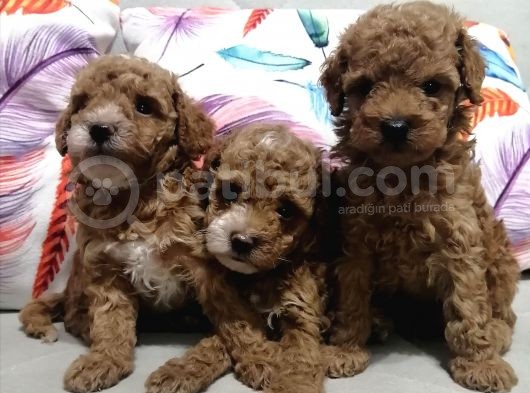 Anne Yanından Toy Poodle Yavrular görsel