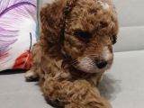 Anne Yanından Toy Poodle Yavrular