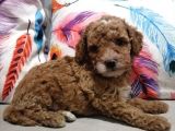 Anne Yanından Toy Poodle Yavrular