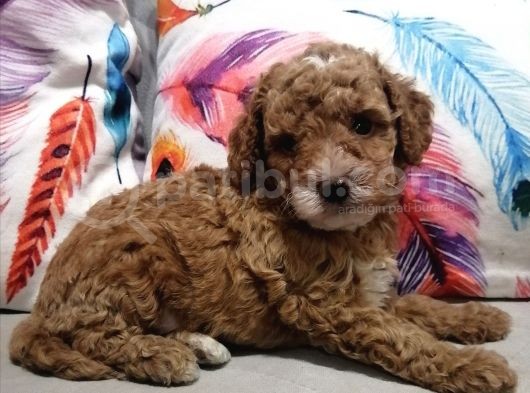 Anne Yanından Toy Poodle Yavrular görsel