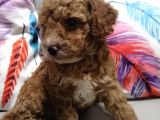 Anne Yanından Toy Poodle Yavrular