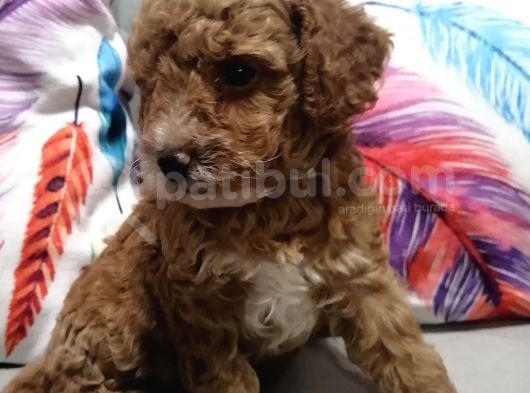 Anne Yanından Toy Poodle Yavrular görsel