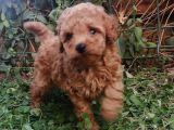 Anne Yanından Toy Poodle Yavrular